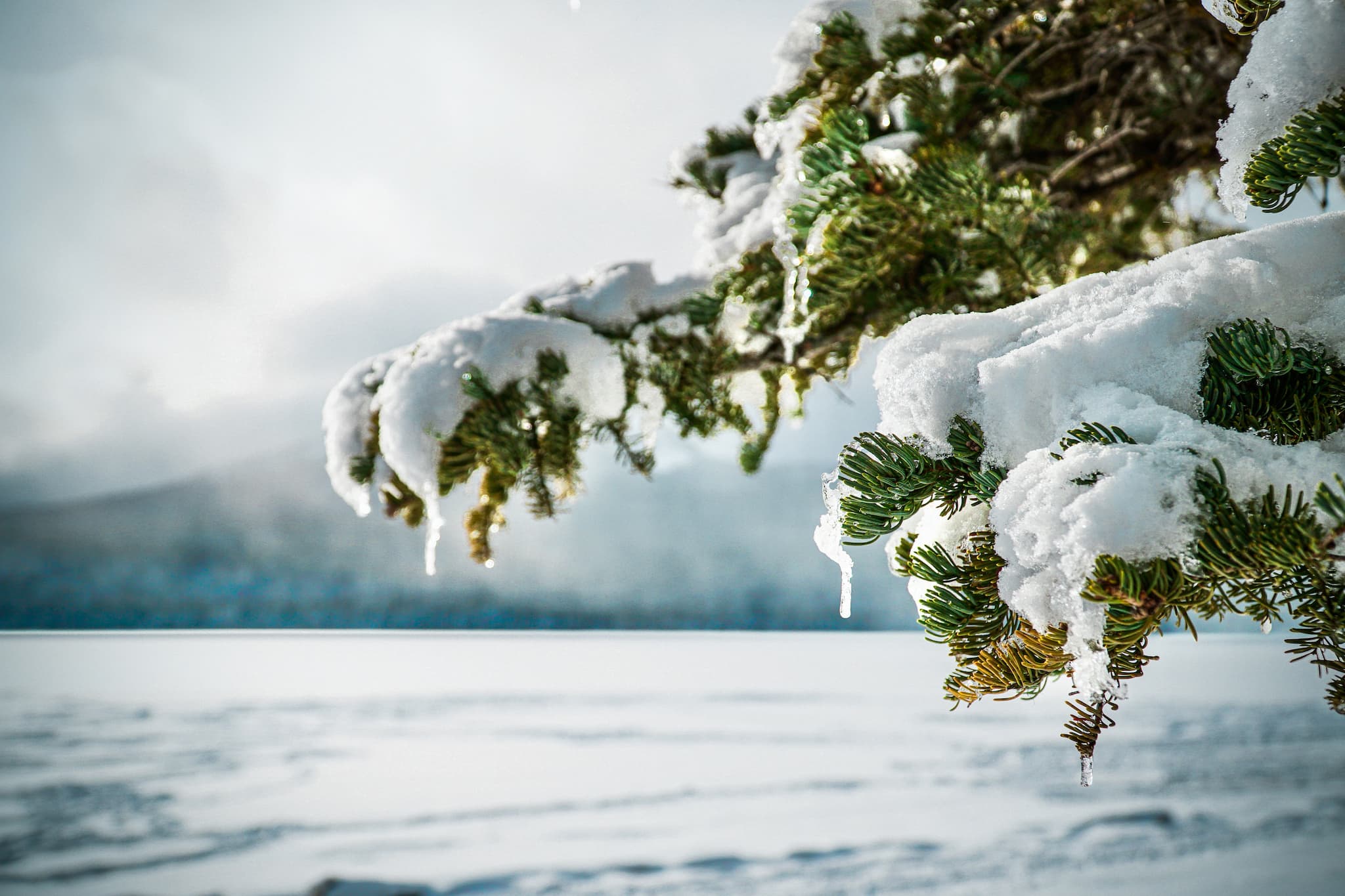 Festival of Trees | Roseburg Tracker